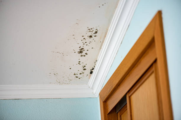 Certified Mold Removal in Kasson, MN